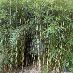 Fargesia robusta Green Panda - bambù piccolo -ø24